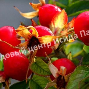 Плодовые растения: особенности применения в ландшафтном дизайне